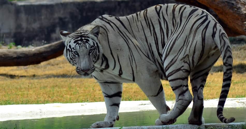 Unique Love Story of Tigers in Chhatbir Zoo Zirakpur