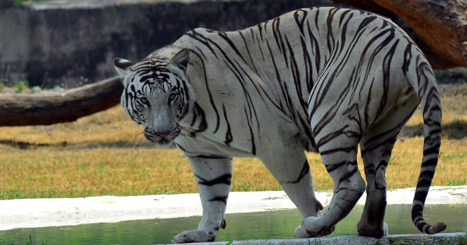 Unique Love Story of Tigers in Chhatbir Zoo Zirakpur
