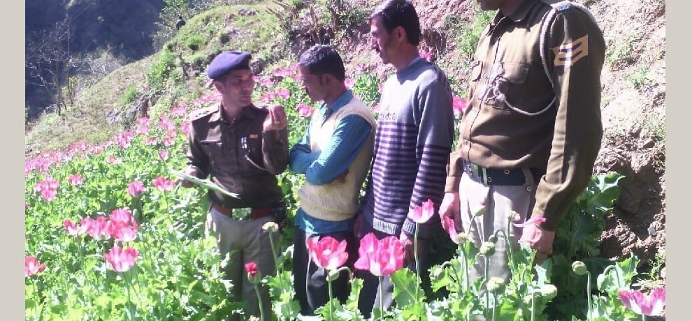 charas crop increasing in himachal.