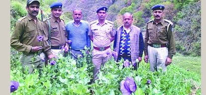 charas crop increasing in himachal.