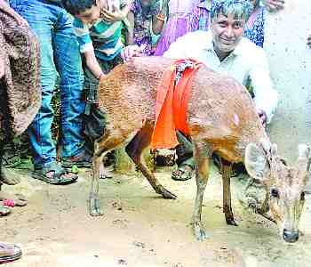 Villagers rescued deer to dogs