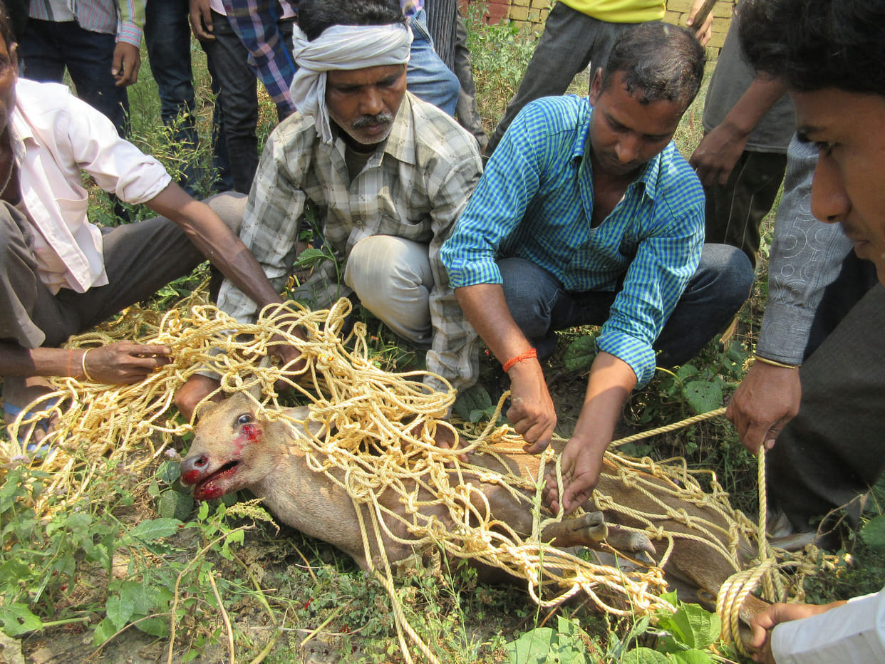 SN College found Injured reindeer, death