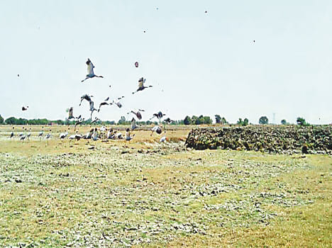 Stork Bund- drop of water in the bird sanctuary are craving