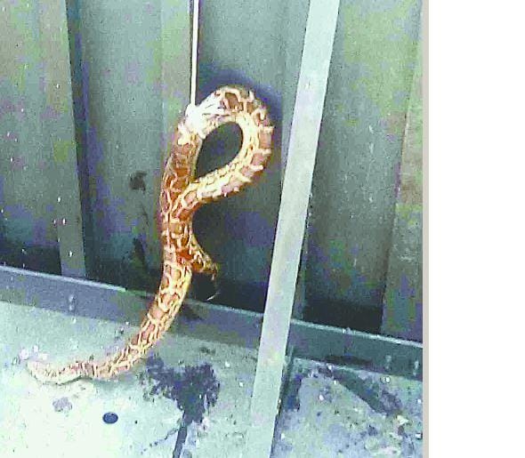 Tanakpur barrage gate six meters long python found