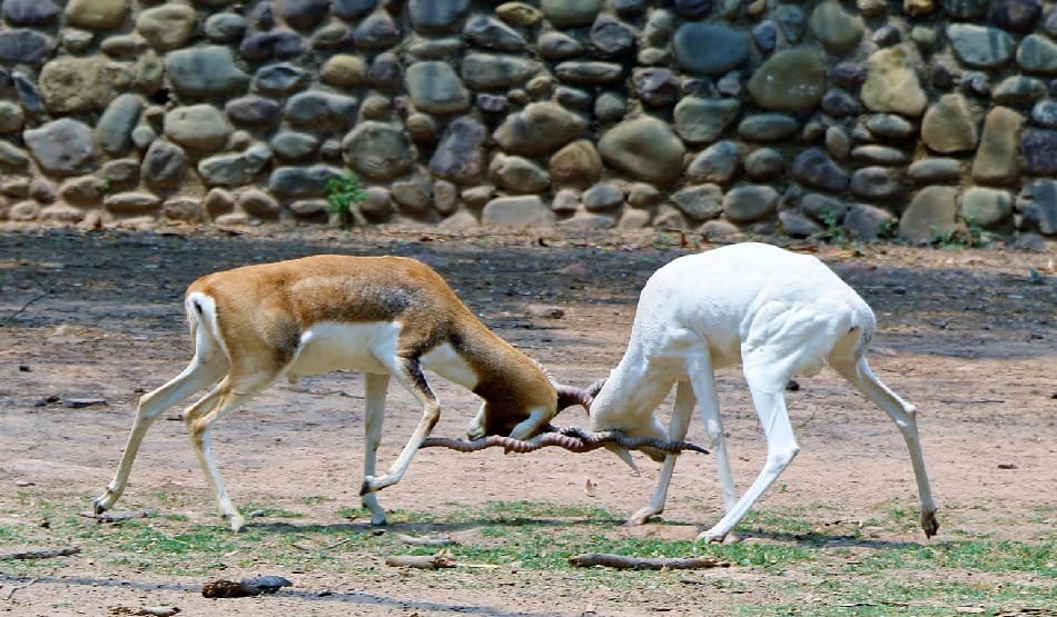 chhatbir zoo: tourists thrill to See tricks of deer