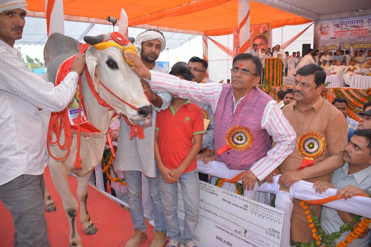 rohtak, ramp, cow, catwalk, comptition, haryana rohtak