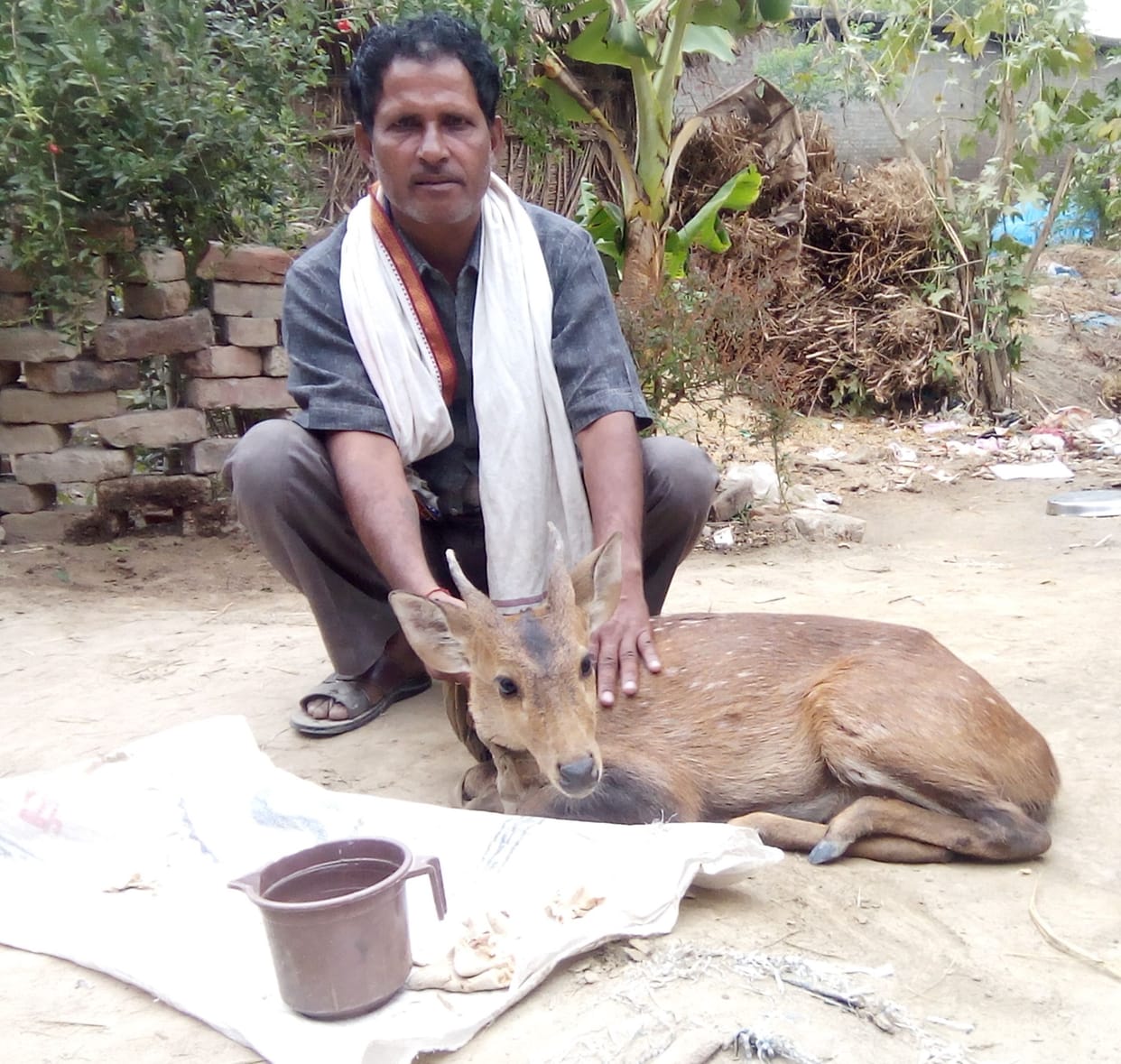 deer reached in village