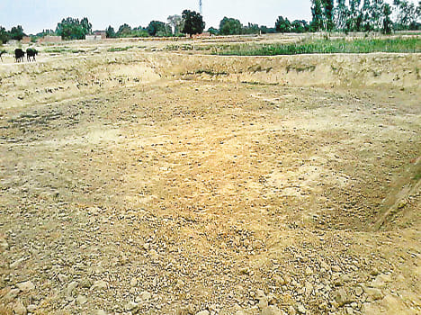 Animals suffering from lack of water in ponds