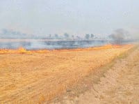 fatehabad news, hindi news, parali