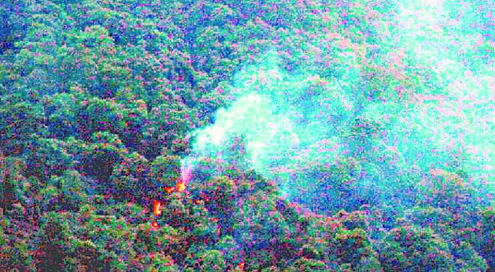 The forest fire Dhamiganv Ddka