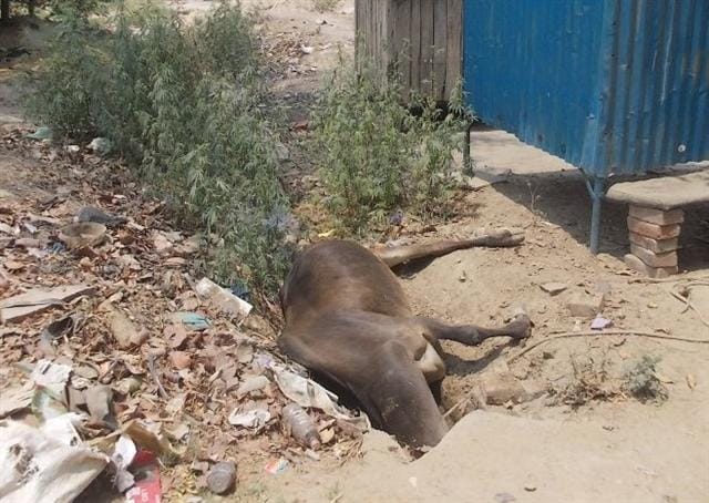 Smugglers running from cow fell into the river , killing