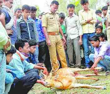 Injured deer succumbs