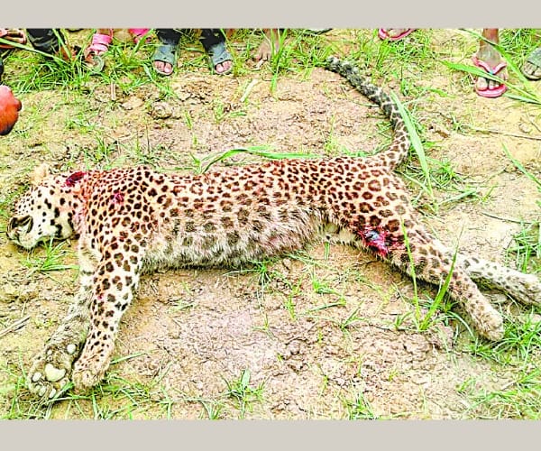 due to crack in backbone the leopard died