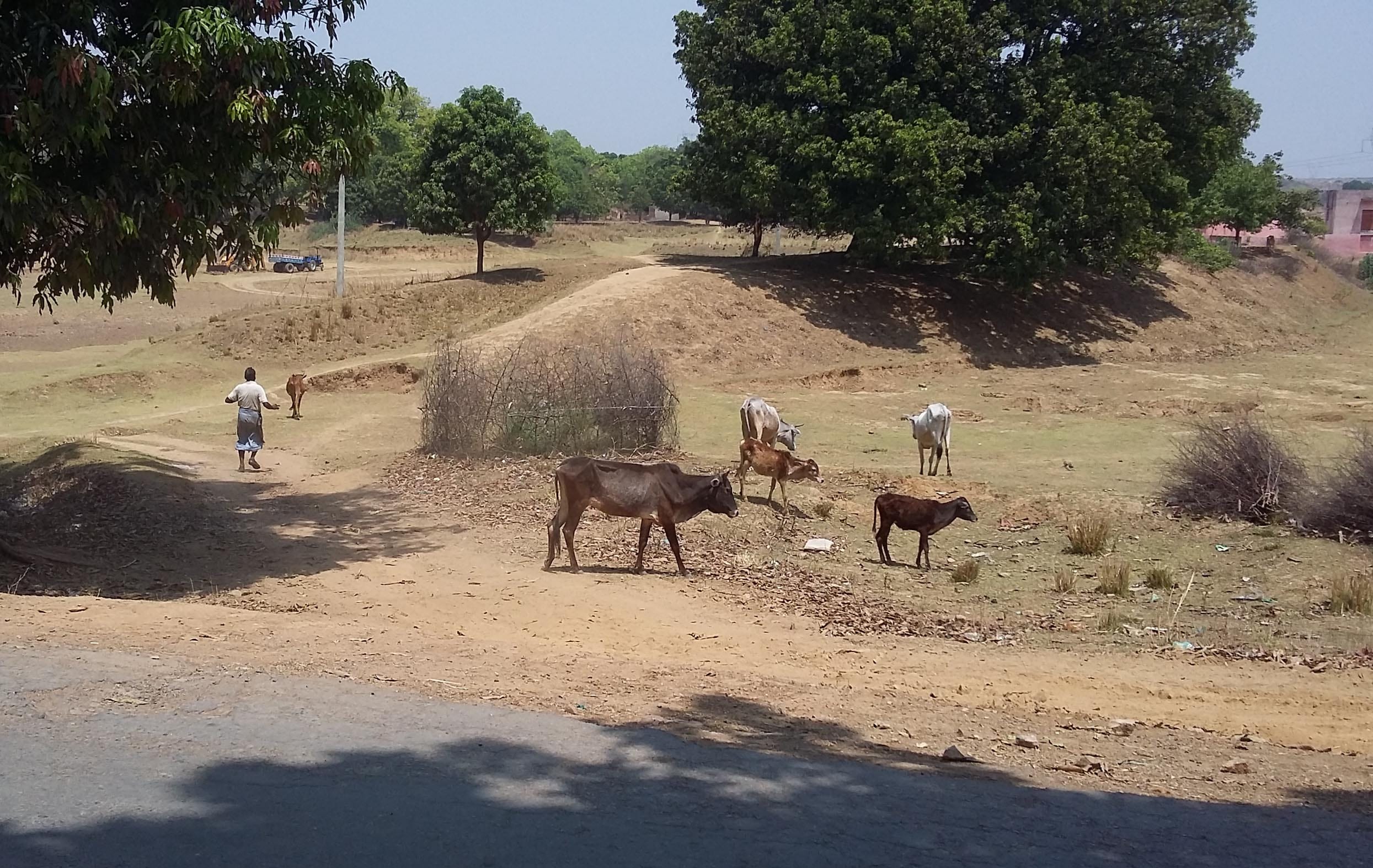 water pollution, blood of animals in mewat village drinking water