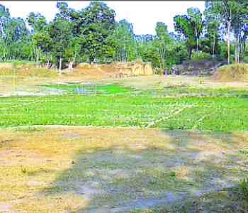Plating on ponds land