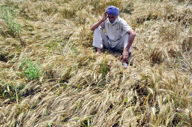 suicide, farmer suicide, mansa farmer suicide, punjab farmer suicide, ground report