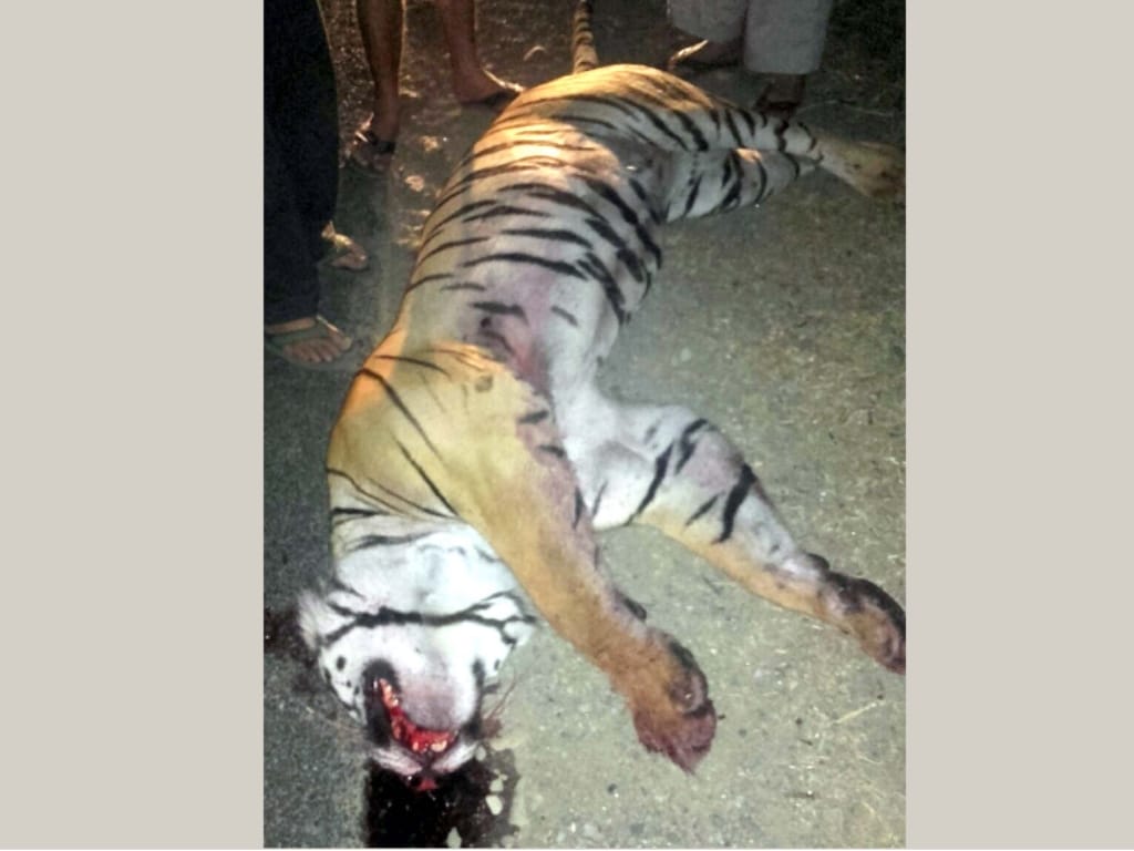 vehicle crushed tiger