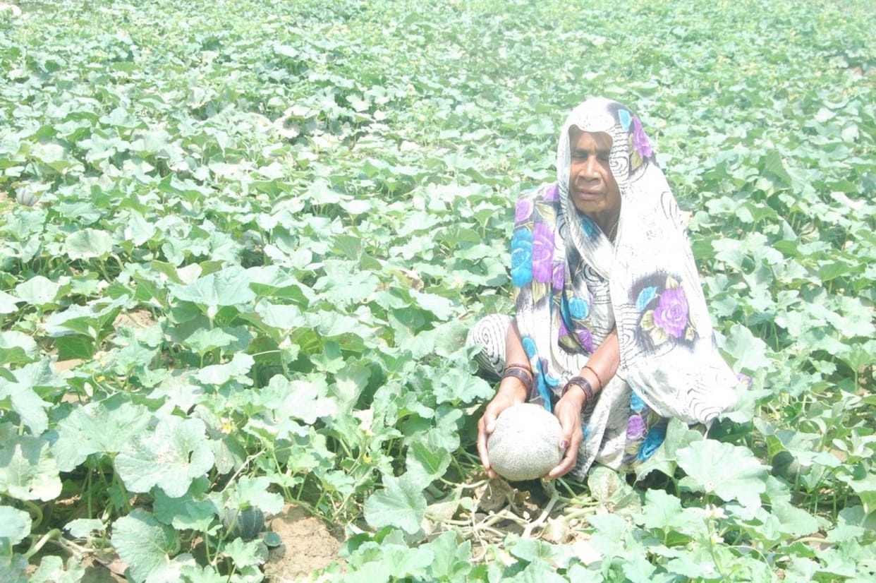 water melon farming