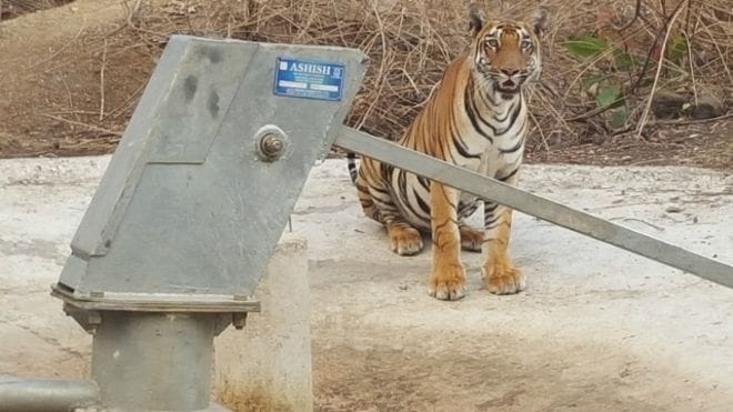 wildlife water crisis in maharashtra