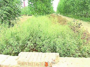 Chaugama area is 85 thousand hectares thirsty