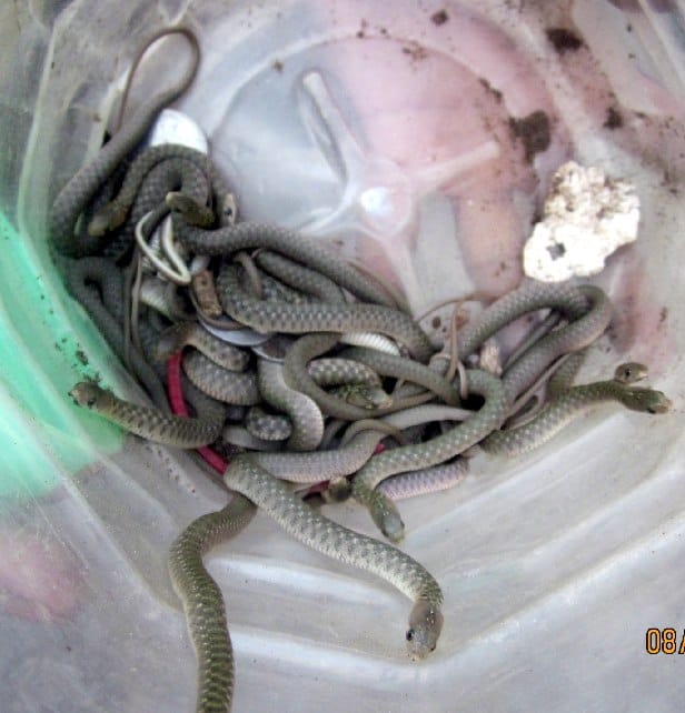 Ten oil from the hiss of snakes