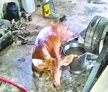 four deer wounded by dogs, two dead