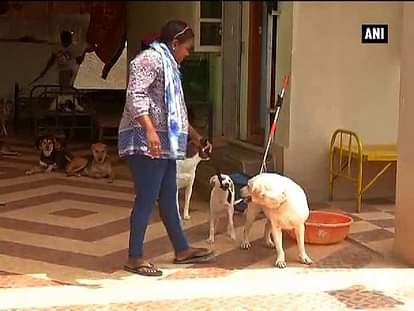Amidst animal cruelty, meet woman with 43 dogs