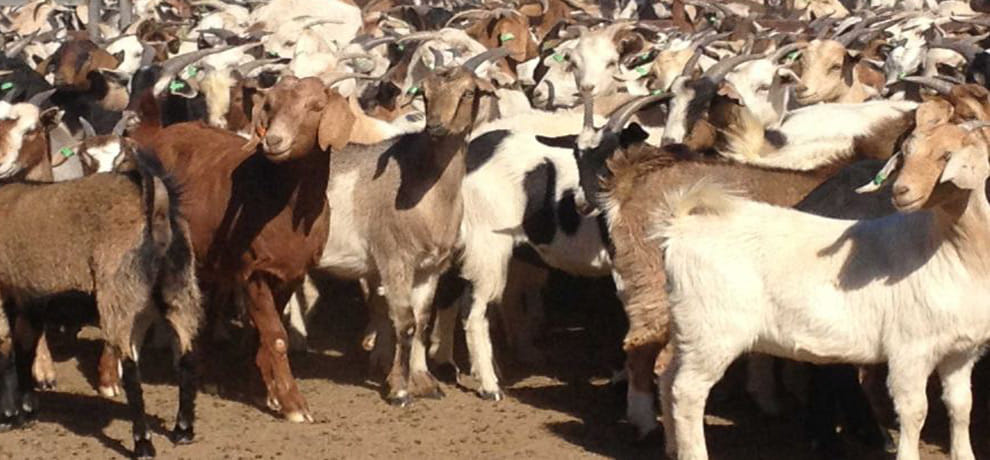 10 important thing about bakrid 2016