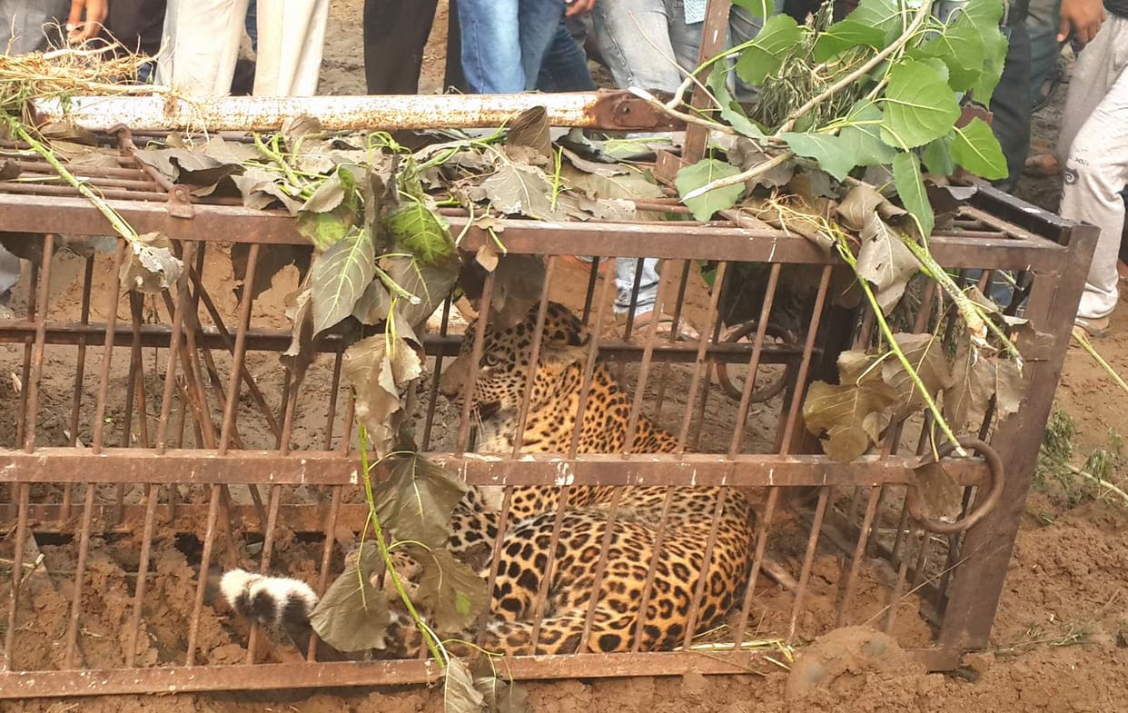 Guldar female trapped in the cage, panic continues