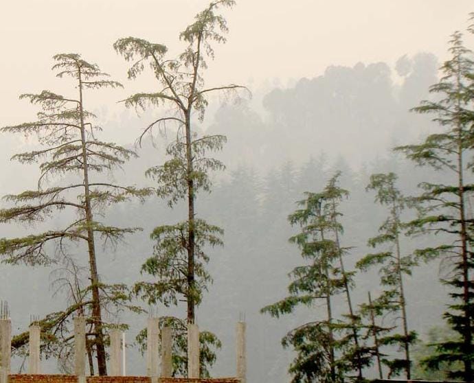Responsible for security of the pine forest