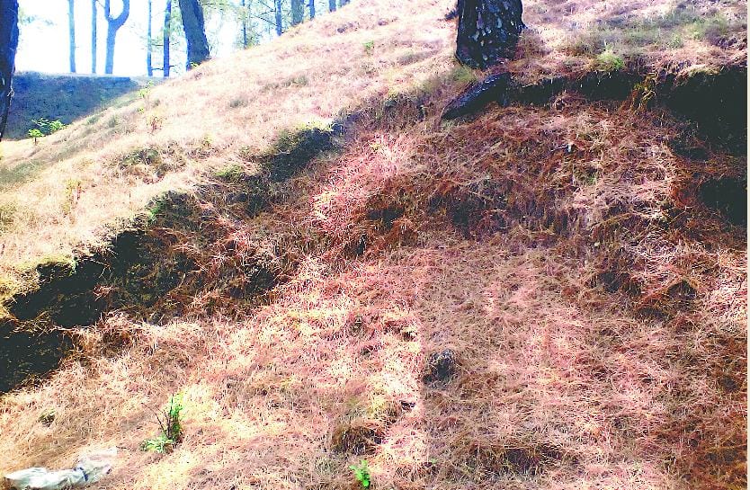 Pirul the trouble of additional forest