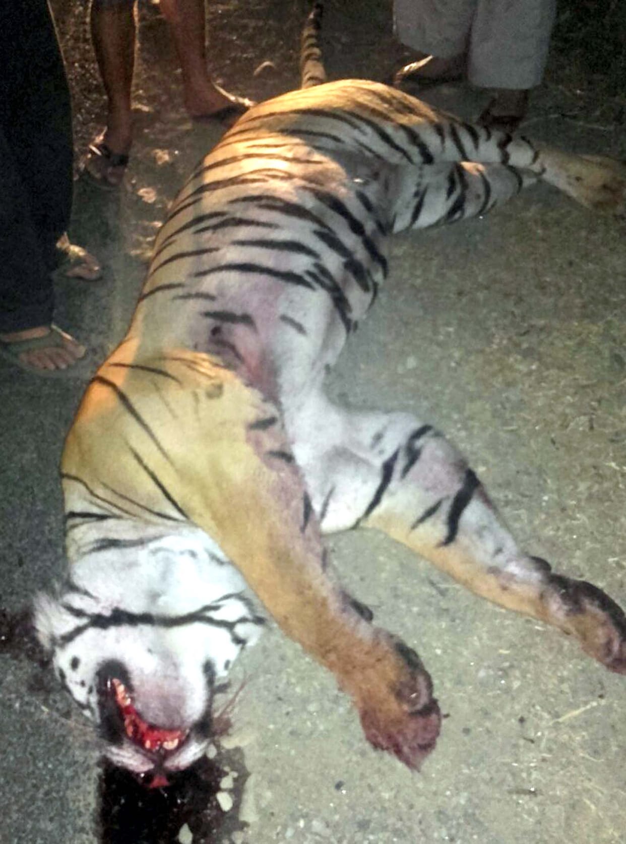 Unknown vehicle collision killed the tiger