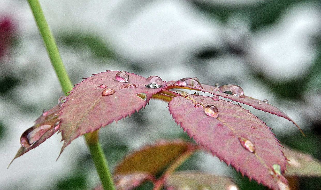 Rain to crops Found Sanjeevini
