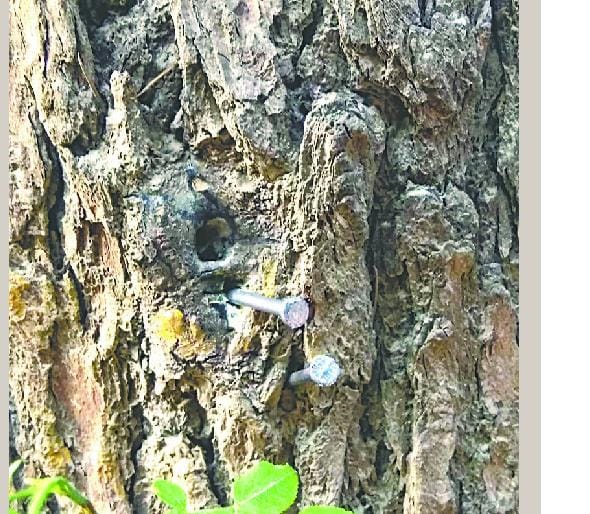 Gone to remove hoardings mounted on trees