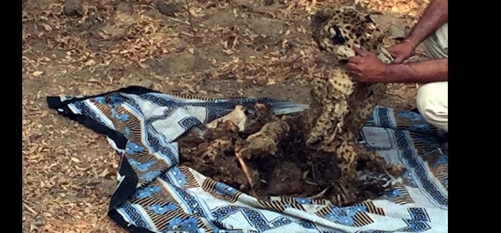 death of a leopard in Aravalli
