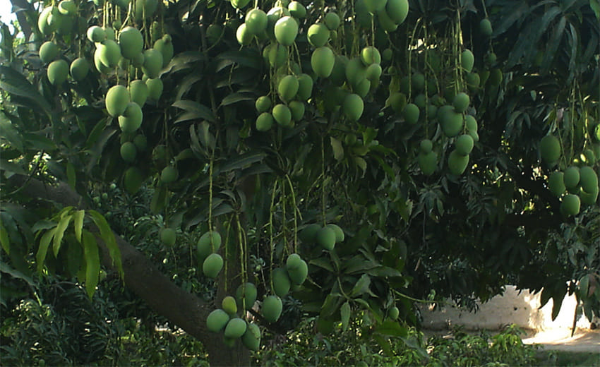 boy shot dead for complaining to mango plucking in pratapgarh
