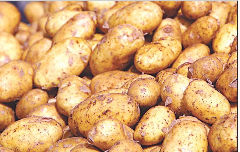 The potato crop was rain life
