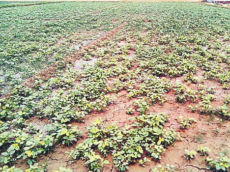 Hail damage to the kidney bean and garlic