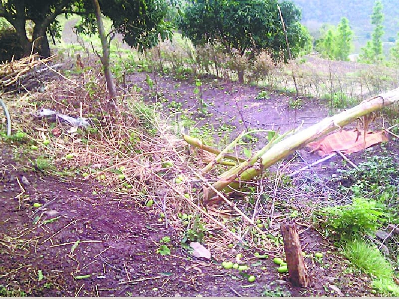 mango crop distroy in rain