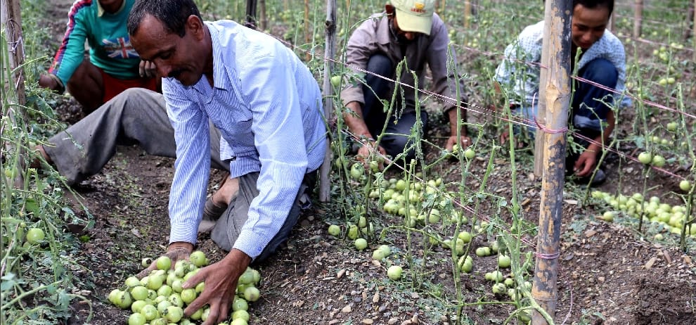 Storm cost 39 crore crops loss to himachal.