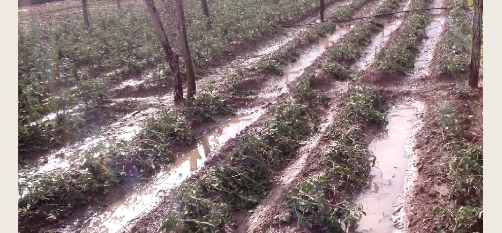 Minor cut, 20 acres of mentha crop steeped