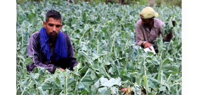 heavy rainfall and storm in himachal, big loss to crops.
