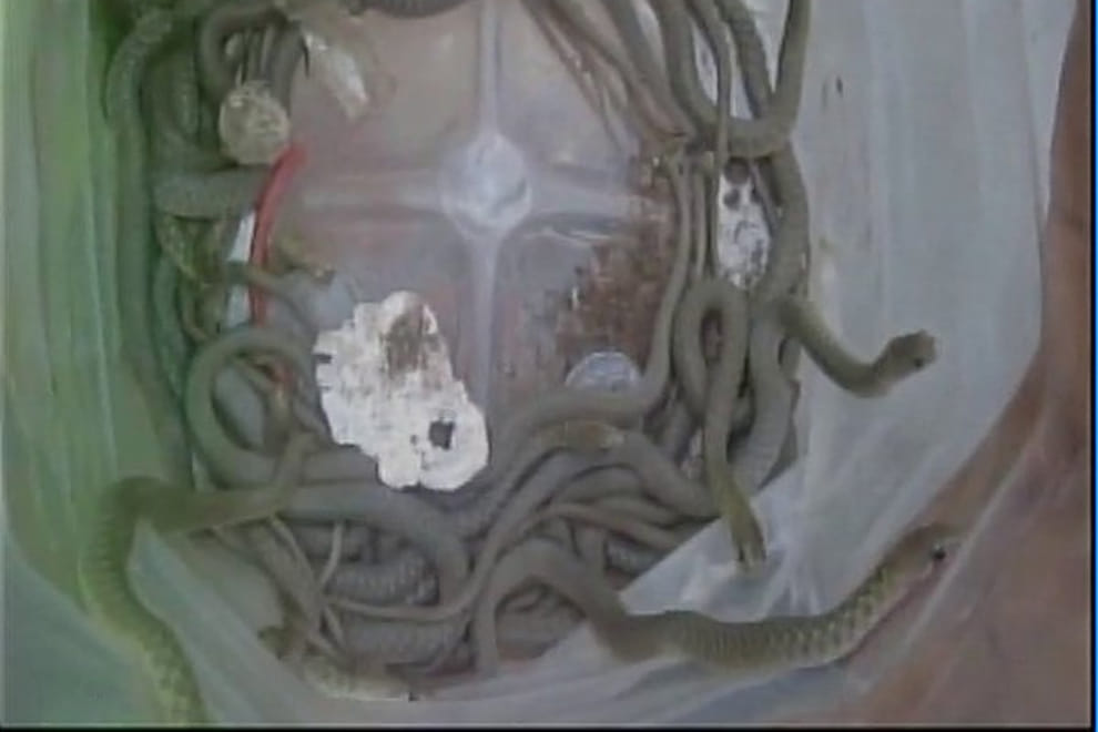 More than 150 snakes were found in a house in UP's Lakhimpur Kheri distt