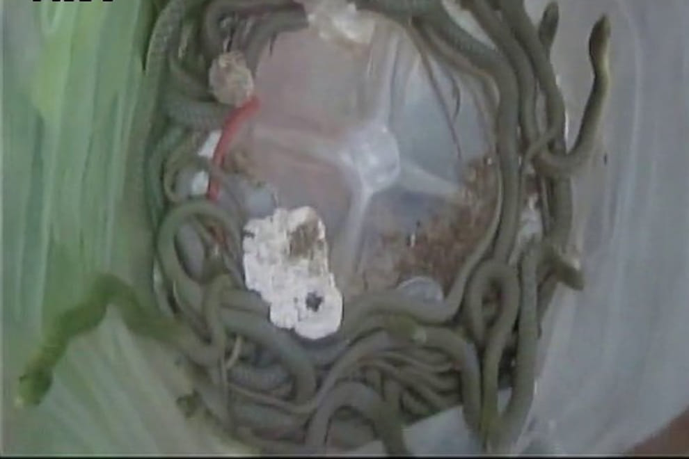 More than 150 snakes were found in a house in UP's Lakhimpur Kheri distt
