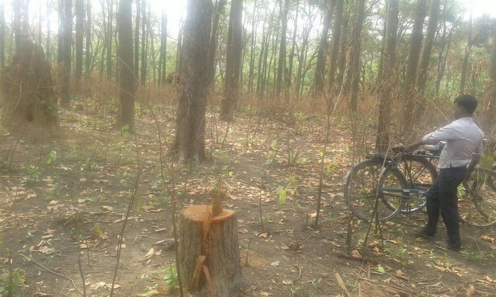 cut the tree at day time
