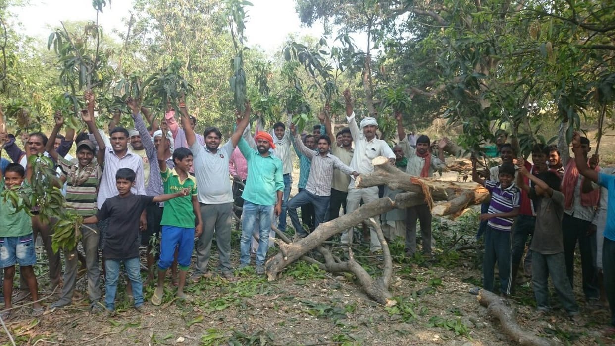 green tree cut, vilagers angry