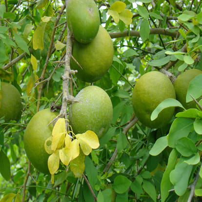 health benefits of bael fruit