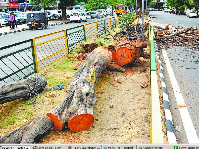 tree cutting, on road tree cutting, mohali tree cutting, gmada, mohali