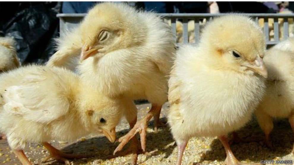 uzbekistan teacher salary chickens