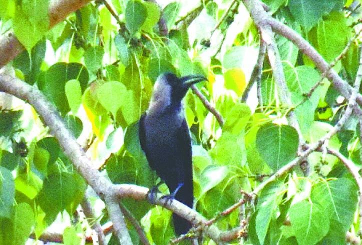 rare crow in bageshwar 
